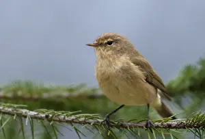 Wildlife Bird Photography Prints: Chiffchaff, phylloscopus collybita
