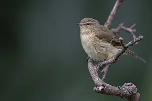 Leaf Warbler Species Prints: Chiffchaff, phylloscopus collybita