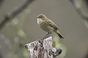 Oscine Songbirds Prints: Chiffchaff, phylloscopus collybita