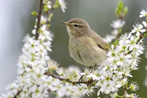 Passerine Species Prints: Chiffchaff (Phylloscopus collybita)