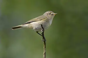 Passerine Species Prints: Chiffchaff (Phylloscopus collybita)