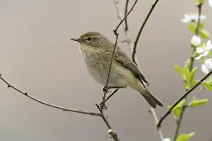Prints of Chiffchaff, phylloscopus collybita, zilpzalp, birds, passeri, songbirds, birds Old World Warbler Prints: Chiffchaff Print - Phylloscopus collybita Bird Image
