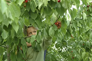 Deciduous Fruit Trees Prints: Child on cherry tree