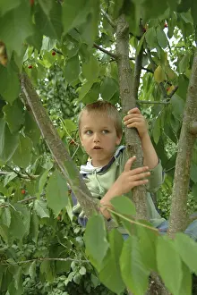 Kids Playing Outdoors Prints: Child on cherry tree