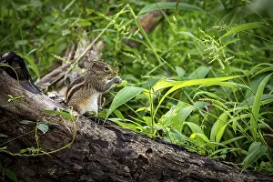 Prints of A chipmunk nibbles on something on a fallen tree trunk in the forest, Northern Palm Squirrel near Sigiriya in Sri Lanka (Funambulus palmarum) Chipmunk Prints: Chipmunk on Fallen Tree Trunk Print