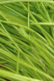 Food Photography Herbs Prints: Chives