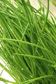 Kitchen Herb Prints: Chives