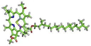 Oxygen Production Prints: Chlorophyll Molecule