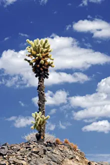 Teddy Bear Cholla Cactus Prints: Cholla Cactus with clouds in the sky