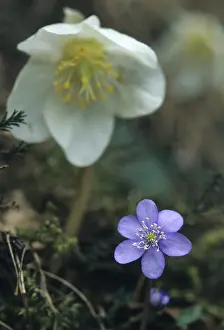 Niger Prints: Helleborus niger Print in Triglav National Park, Slovenia