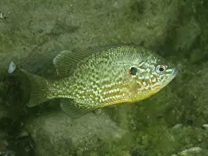 Framed Print : Colourful Pumpkinseed Sunfish Print Framed Print : Colourful Pumpkinseed Sunfish Print