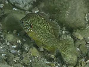 Framed Print : Colourful Pumpkinseed Sunfish Print Framed Print : Colourful Pumpkinseed Sunfish Print