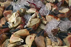 Close Up Crab Prints: Claws - crab