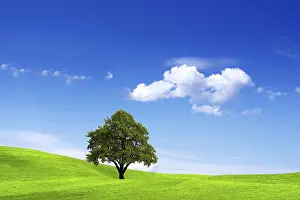 Oak Trees In Agriculture Prints: Clean Environment