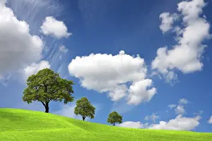 Oak Tree Landscape Prints: Clear Nature