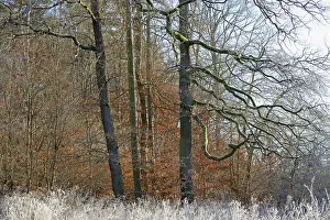 Copper Beeches Germany Prints: Clearing with oak trees (Quercus)