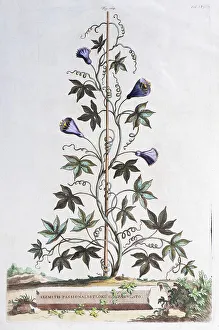 Clematis Flower Prints: Clematis (Clematis), Hand coloured copper engraving by Abraham Munting from Naauwkeurige Beschryving der Aardgewassen