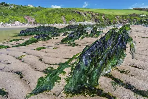 Prints of Cliffs and rocks by the Bantham Beach, Kingsbridge, Devon, England, United Kingdom Kingsbridge Prints: Bantham Beach Cliffs Print, Devon Coastline