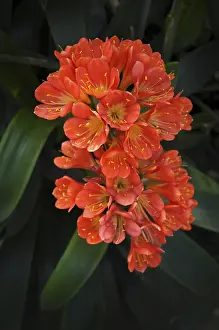 Southern Germany Prints: Clivia, also known as strap leaf
