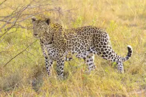 Endangered Animal Conservation Prints: Close up of an African Leopard