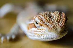 Text Free Space Image Prints: Close up of bearded dragon with customizable space for text