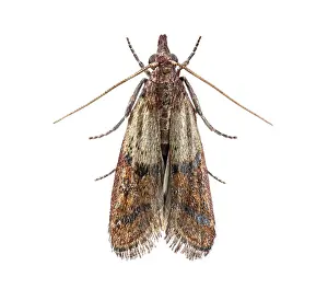 Insect Pest Control Prints: Close up of common clothes moth
