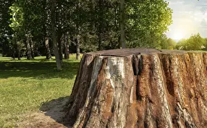 Tree Trunk Close Up Prints: Close up of a cut tree trunk, concept of a stripped tree