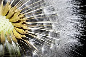 Flowering Plant Section View Prints: Close Up on a Dandelion
