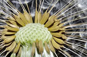 Yellow Flower Close Up Prints: Close Up on a Dandelion