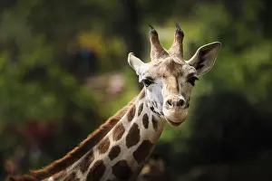 Giraffe Prints: Giraffe Close-Up Print