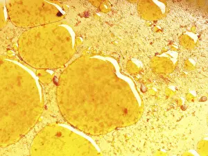 Food Photography Details Prints: Close up of grease eyes in the baking dish using as background