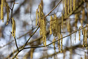 Images Dated 9th February 2024: Hazel Catkins Spring Print