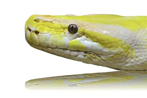 Wildlife Photography Snakes Prints: Close up of a head albino python snake on white background