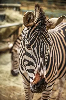 Nature Reserve Images Prints: Close up of the head of zebra