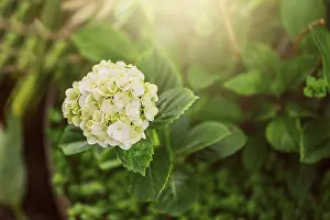 Nature Flowering Plants Prints: Close up of a hydrangea flower
