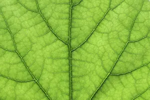 Deserted Tree Detail Prints: Detail close image tree green leaf macro