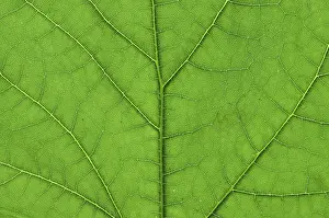 Nature Close Up Shots Prints: Detail close image tree green leaf macro