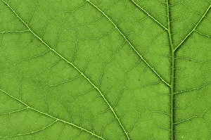 Close Up Nature Photography Prints: Detail close image tree green leaf macro