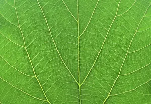 Green Macro Photography Prints: Detail close image tree green leaf macro