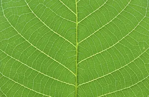 Framed Print : Macro Close-up Print of Green Tree Leaf Framed Print : Macro Close-up Print of Green Tree Leaf