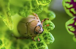 Macro Insect Photography Prints: Close up macro of beetle insect on a leaf