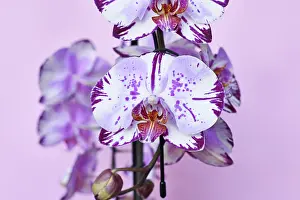 Multicolored Flowers Prints: Close up of multi colored purple