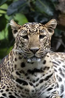 Feliformia Species Image Prints: Close up photo of a java leopard from dark place