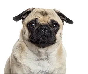 Isolated Animal Image Prints: Close up of a Pug looking at the camera
