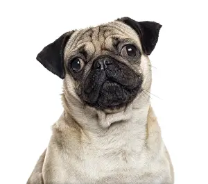 White Studio Background Animal Prints: Close up of a Pug looking at the camera
