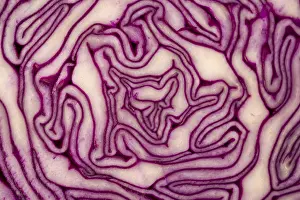 Brassicaceae Plant Details Prints: Close Up on Red Cabbage