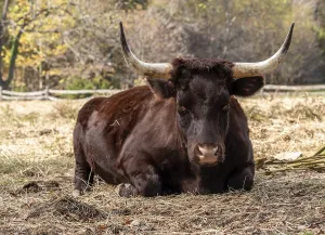 Domestic Cattle Breed Prints: Close up of Red Devon or Ruby Red cow lying down in field and staring towards the viewer