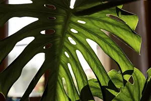 Deserted Palm Tree Section Prints: Close up shot of a palm tree leaf