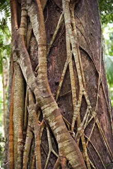 Old Growth Forest Landscape Shot Prints: Close up of a strangler fig, tree