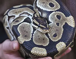 Python Prints: Ball Python Close-up Print - Scale Pattern and Keeper